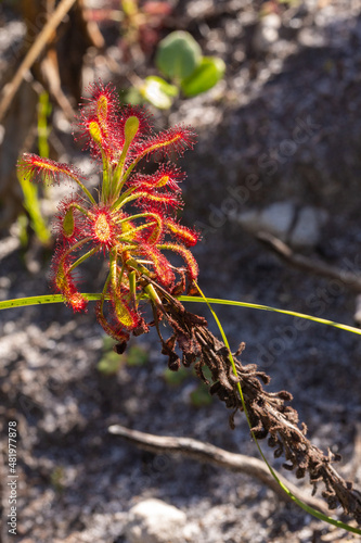 South African Wildflower: Drosera glabripes in natural habiat in the Silvermine Nature Reserve near Cape Town, Western Cape, South Africa photo