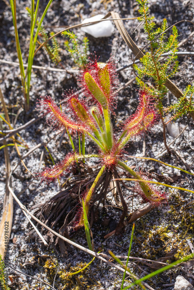 Sundews of the World: Drosera ramentacea in natural habitat near Cape Town, Western Cape of South Africa Sundews of the World: Drosera ramentacea in natural habitat near Cape Town, Western Cape of South Africa