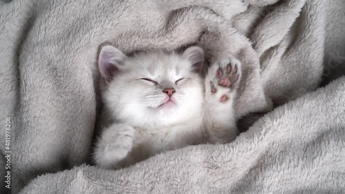 cute fluffy white kitten sleeping covered with a gray soft blanket, the concept animals and love photo