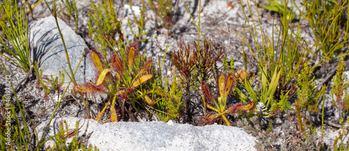 Two plants of the carnivorous Sundew Drosera ramentacea seen in natural habitat close to Cape Town in the Western Cape of South Africa photo