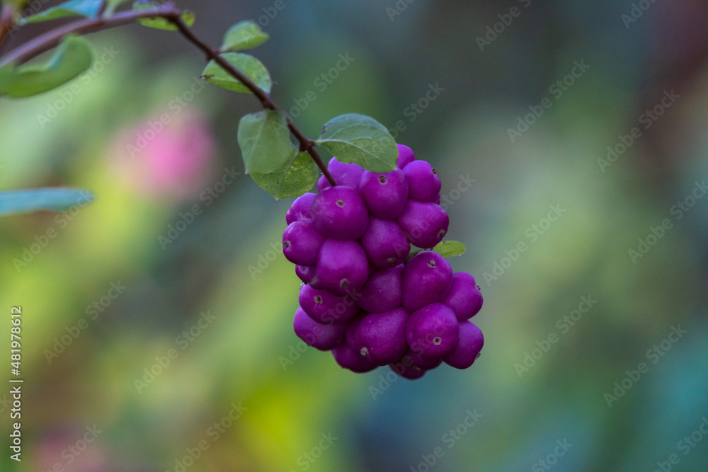 Coralberry snowball fruit with an interesting bokeh effect
Coralberry snowball fruit with an interesting bokeh effect