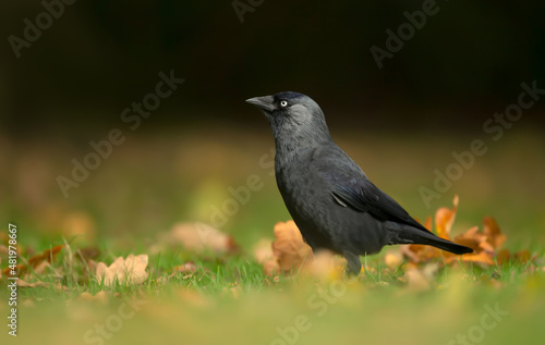 Close up of a Jackdaw on grass in autumn