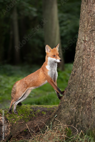 Red fox looking out behind a tree in a forest