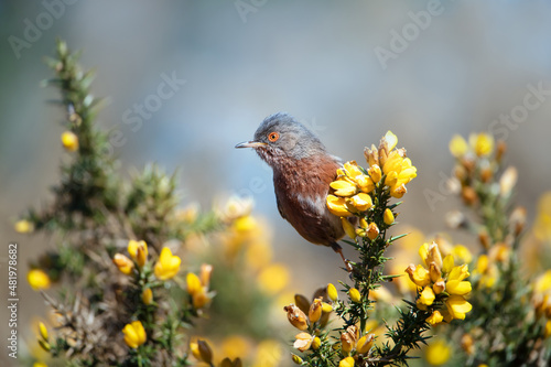 Canvas Print Close up of a Dartford warbler perched on a gorse