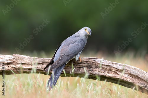 Close up of a Common Cuckoo perched on a tree © giedriius