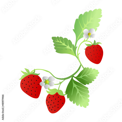 strawberry fruit icon with leaves and flowers