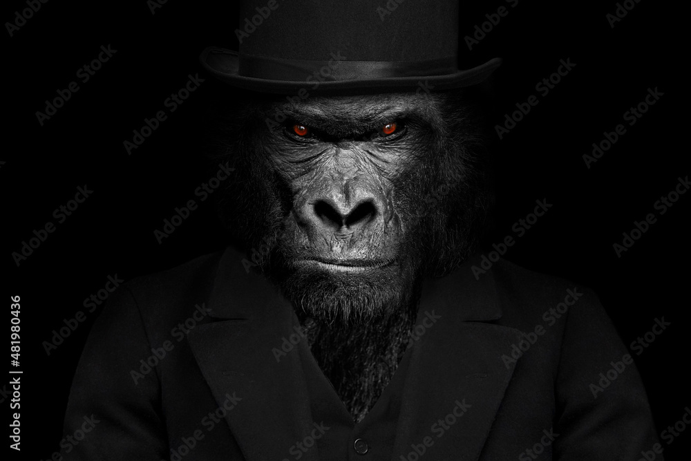 Man in the form of a Gorilla mammal , The Gorilla person , animal face isolated black white Man in the form of a Gorilla mammal , The Gorilla person , animal face isolated black white