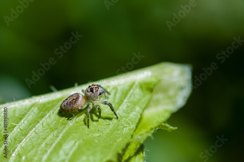 A Tiny Garden Orb-Weaving Spider on Leaf