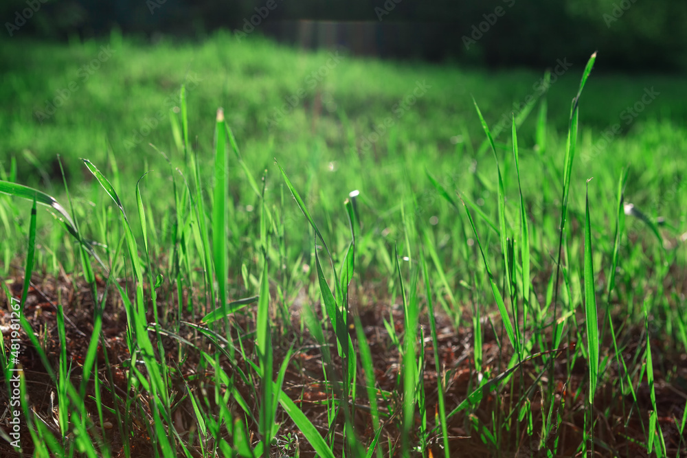 Grass on the ground . Green natural background . Springtime grass growing Grass on the ground . Green natural background . Springtime grass growing