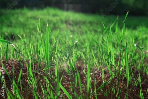 Grass on the ground . Green natural background . Springtime grass growing