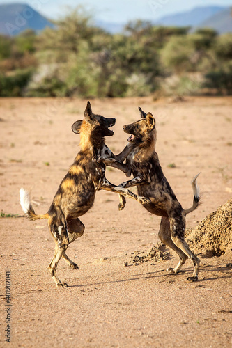 Hyena dog, wild dogs at Namibia