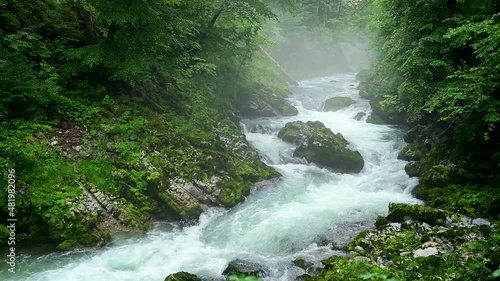 Wild river flowing through the mountain forest