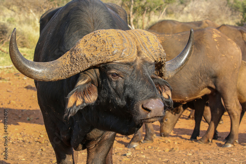 African buffalo Bull  South Africa