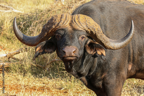 African buffalo Bull  South Africa