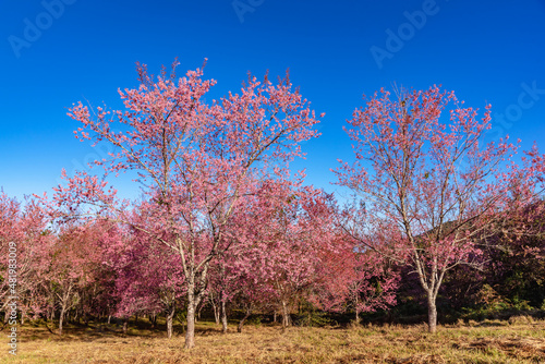 Pink sakura flower  Cherry blossom  Himalayan cherry blossom