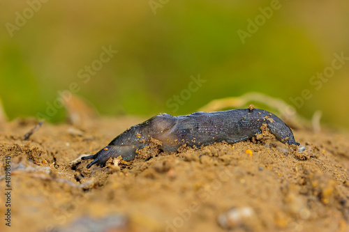 Slugs are shellless gastropod molluscs of the order Pulmonata. photo