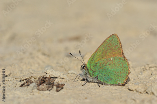 Cejialba is a species of butterfly in the Lycaenidae family. photo