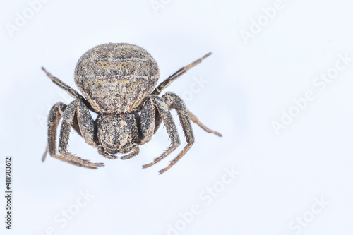 Xysticus - It is an Arachnida of the Thomisidae family. photo