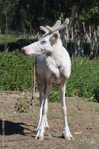 A white reindeer in Lapland  Finland.