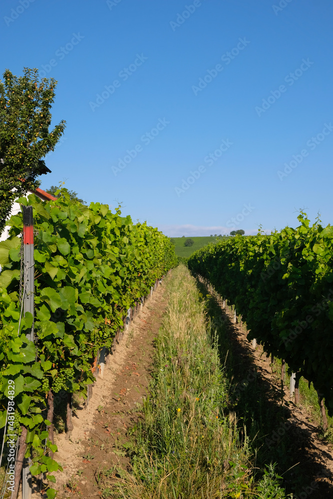 Vineyards near Bodenheim, Rheinland Pfalz, Germany. Summer morning. Wine region. Vertical image. Vineyards near Bodenheim, Rheinland Pfalz, Germany. Summer morning. Wine region. Vertical image.