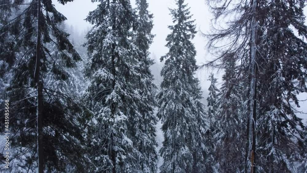 Winter forest and mountains from air. Winter landscape. aerial drone shot. snowfall Winter forest and mountains from air. Winter landscape. aerial drone shot. snowfall