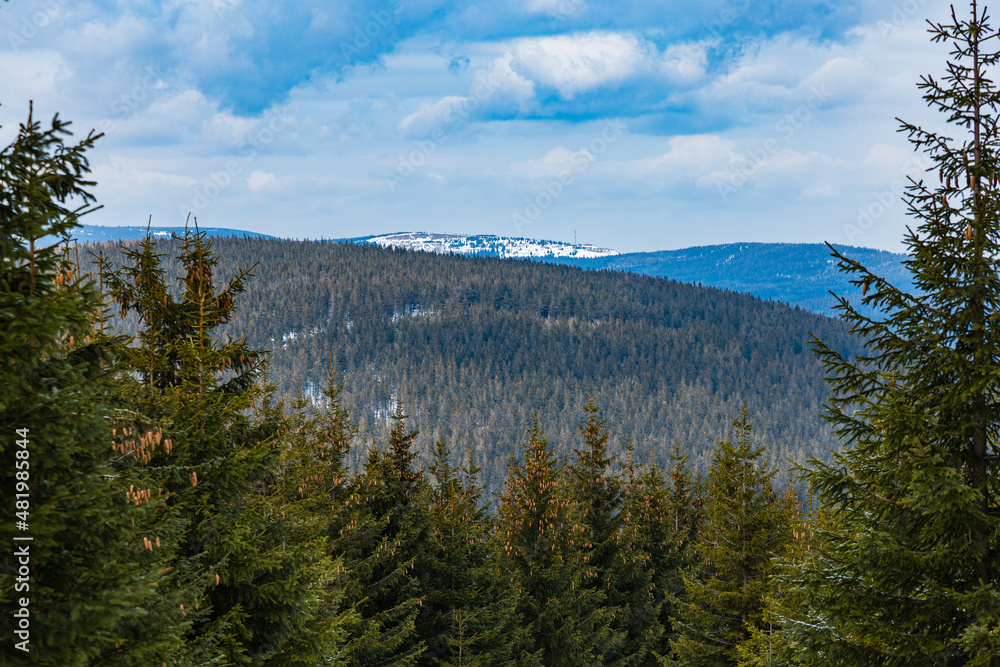Beautiful panorama of mountains covered with snow over high old trees