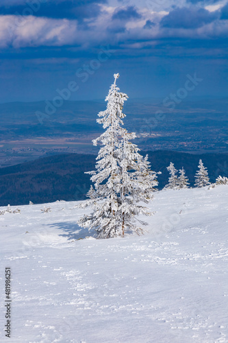 High thin tree full of fresh snow with hills and fields in background