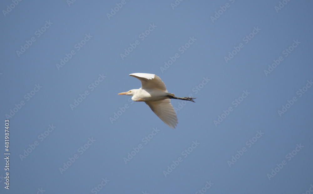 heron bird is flying. in the blue sky heron bird is flying. in the blue sky