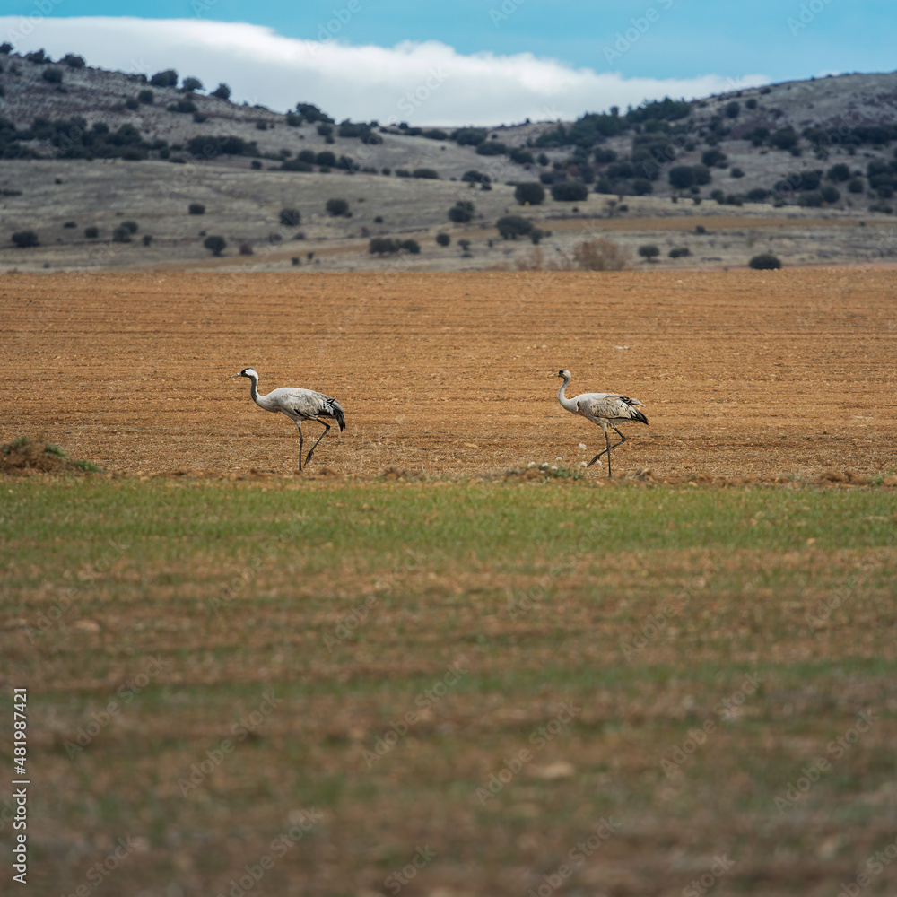 Fototapeta premium Cranes in the Gallocanta Lagoon Natural Park, Spain