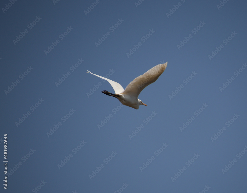 Fototapeta premium heron bird is flying. in the blue sky
