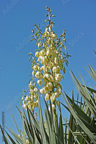 yucca filamentosa in bloom photo