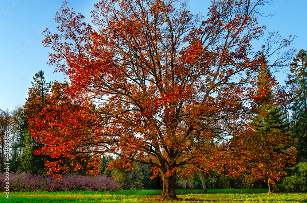 The lonely oak tree decorated with red foliage in an autumn park on a green meadow against a blue sky