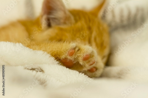 Fototapeta Naklejka Na Ścianę i Meble -  Paw of a red kitten close-up. The kitten sleeps on a light bedspread. Home pet.