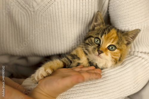 A small beautiful kitten with blue eyes sits in the girl's arms and looks straight ahead, the child pulls his hand to the kitten. Fluffy, small, multi-colored kitten. Home pet.