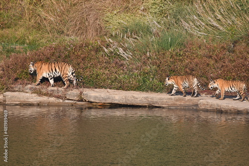 Tiger Family, Panna Tiger Reserve