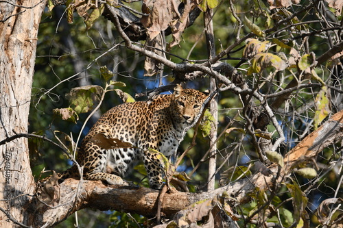 Leopard, Panna Tiger Reserve