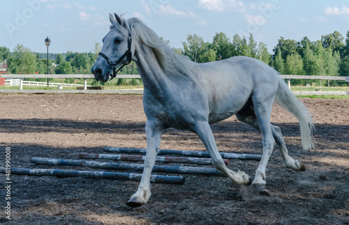 A white horse walks on a dressage in a horse paddock near the stable on a warm summer day in the manor of Marino, Leningrad region, Russia.