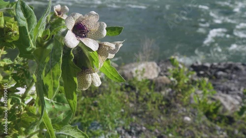 Black henbane (Hyoscyamus niger) on foothill river of Altai mountains. Medicinal and magical plant, drug raw materials - potent alkaloids. A means of Tibetan medicine photo