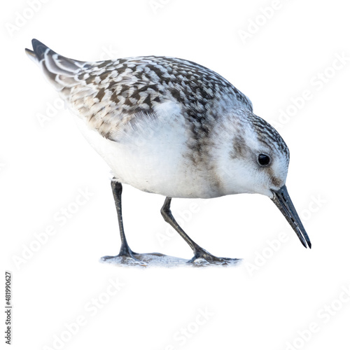 Sanderling (Calidris alba)