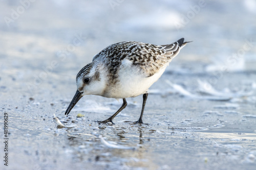 Sanderling (Calidris alba)