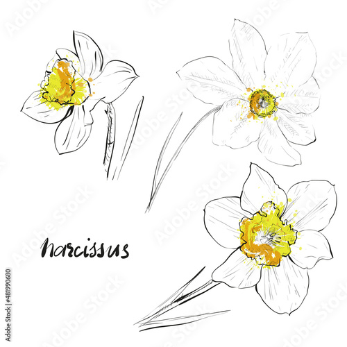 Narcissus set. Sketch vector illustration