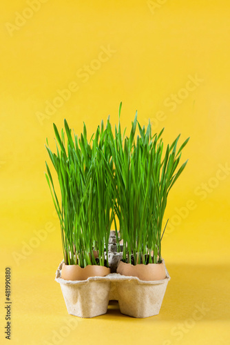 Green wheat sprouts grow in an eggshell on a yellow background. Easter decorations. Organic farming