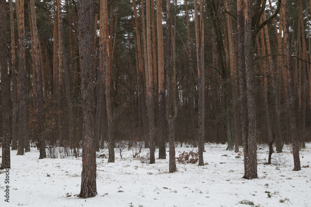 Fototapeta premium Snowy winter in the forest