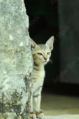 cat on a window sill