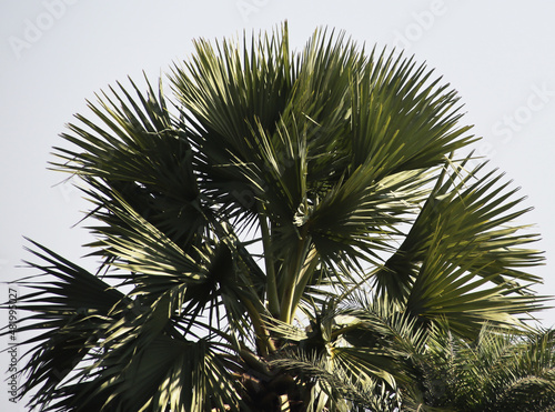 coconet tree