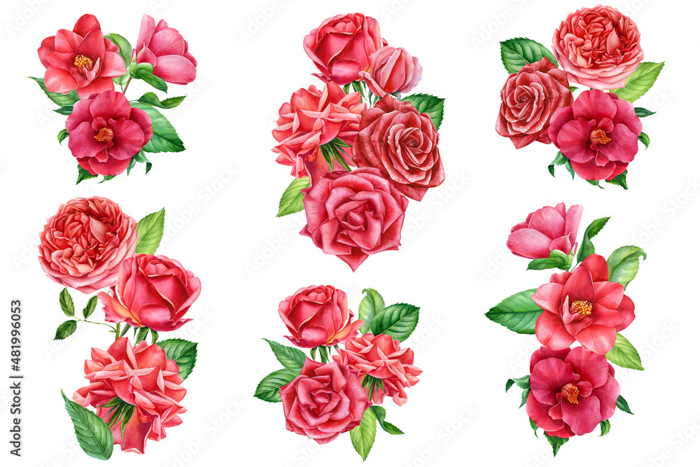 Flowers set, camellia and roses on isolated white, watercolor botanical painting, floral design Flowers set, camellia and roses on isolated white, watercolor botanical painting, floral design