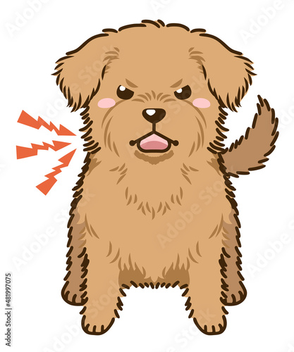 威嚇するノーフォークテリア