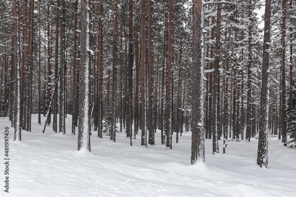 Winter snowy pine forest with snow covering the ground and some tree branches
