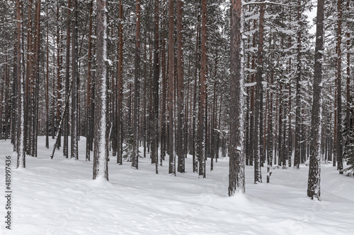 Winter snowy pine forest with snow covering the ground and some tree branches