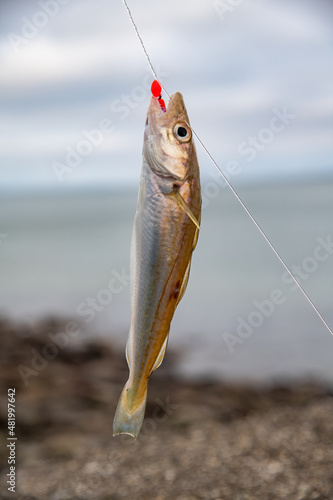 Atlantic Whiting caught on fishing line and returned to water